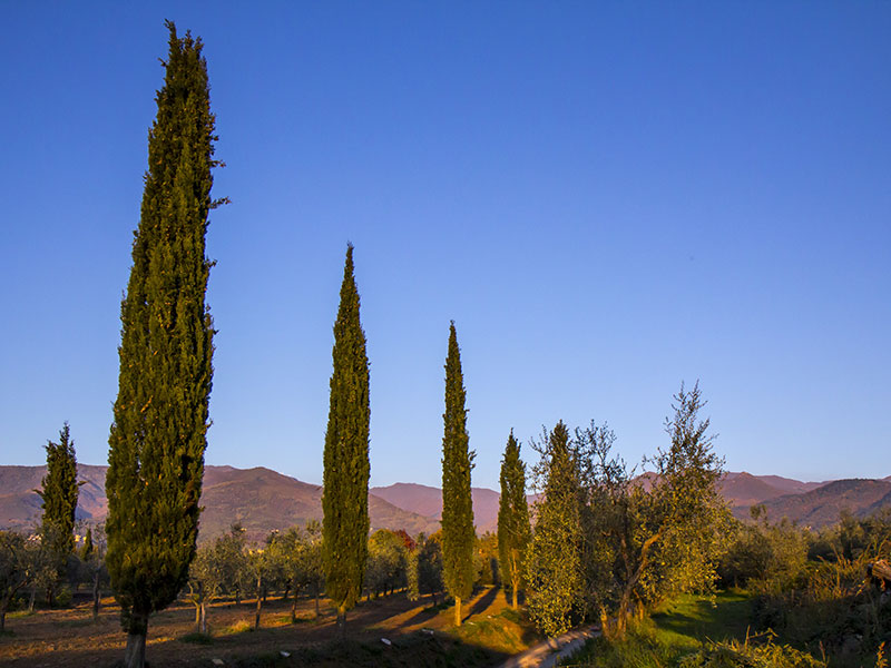 cipressi_in_toscana